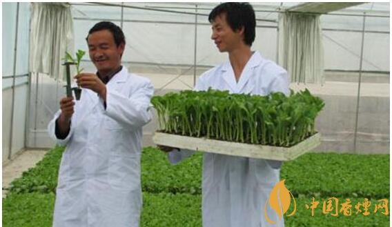 煙草專業(yè)大學(xué)排名，煙草專業(yè)就業(yè)前景好