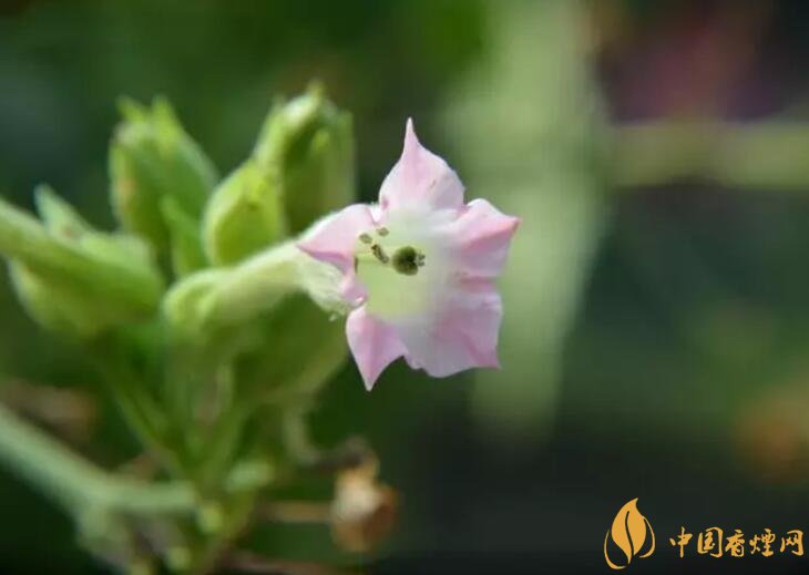 煙草花花語是什么，煙草花什么時(shí)候開花