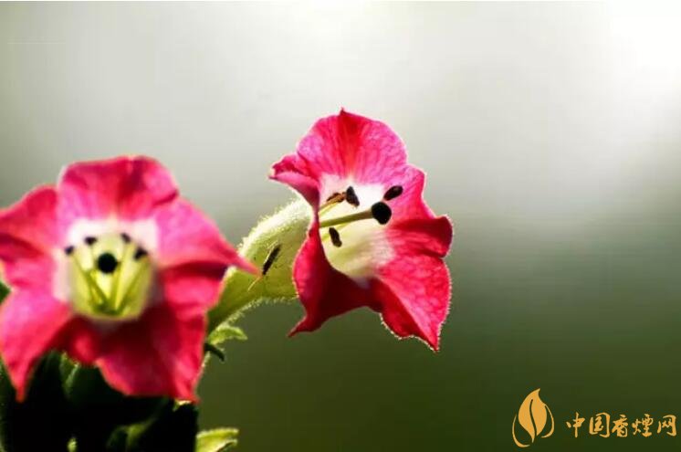 煙草花花語是什么，煙草花什么時(shí)候開花