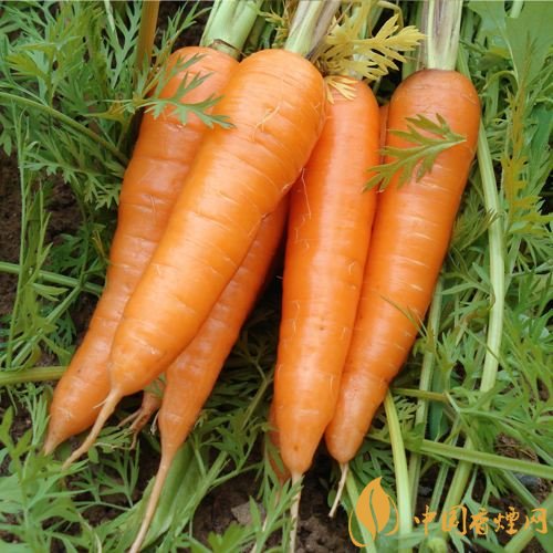 預(yù)防抽煙得肺癌，這些食物降低抽煙傷害