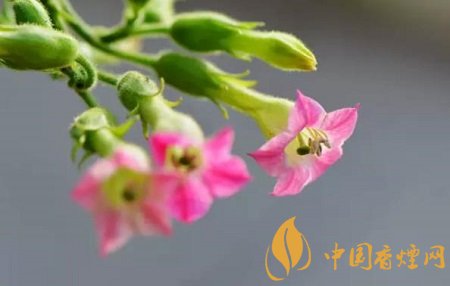 煙草花圖片及花語(yǔ) 煙葉樹也能開出美麗的花